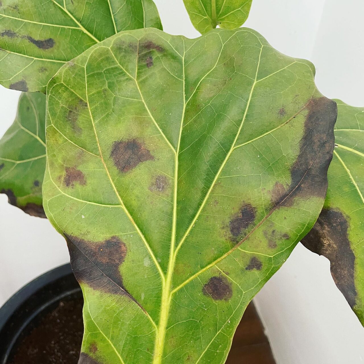 How To Treat Fiddle Leaf Fig Root Rot Fiddle Leaf Fig Care