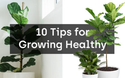 10 Tips for Growing Healthy Fiddle Leaf Figs