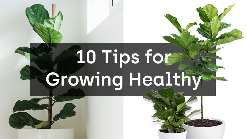 Tips for Growing Healthy Fiddle Leaf Figs