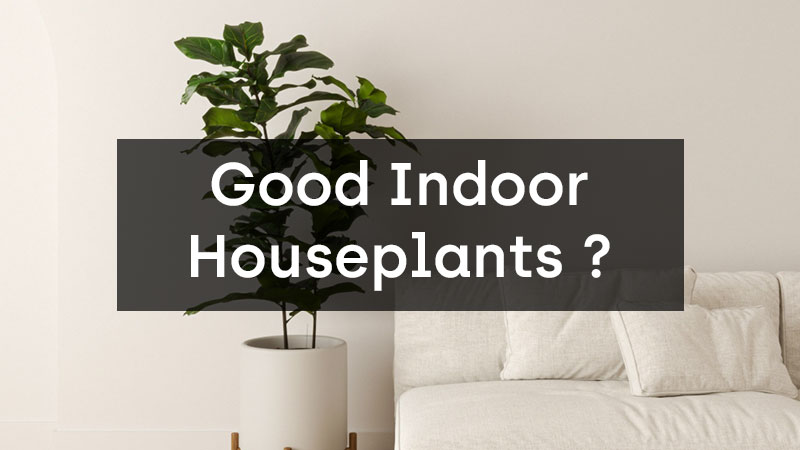 Are Fiddle Fig Leaf Trees Good Indoor Houseplants?