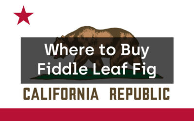Where to Buy Fiddle Leaf Fig in California