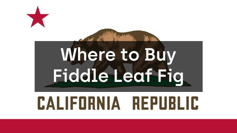Buy Fiddle Leaf Fig in California