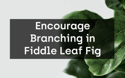 How to Encourage Branching in Fiddle Leaf Fig