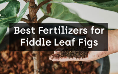 Best Fertilizers for Fiddle Leaf Figs