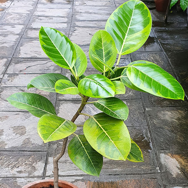 Ficus Altissima Care