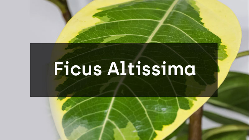 Ficus Altissima