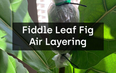 Fiddle Leaf Fig Propagation via Air Layering