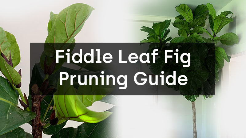 Fiddle Leaf Fig Pruning Guide