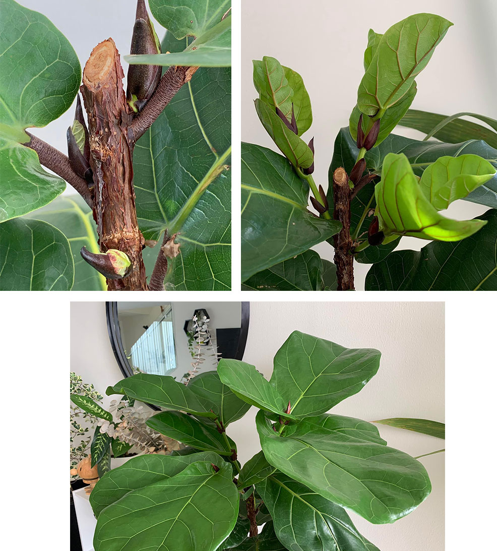 Fiddle Leaf Fig Pruning Progress