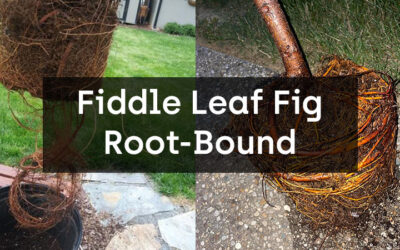 Fiddle Leaf Fig Root-Bound and how to fix it