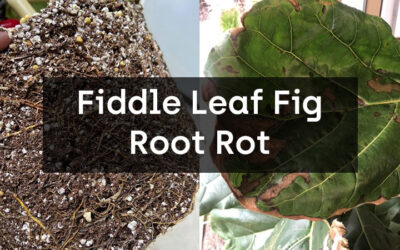 Fiddle Leaf Fig Root Rot and How to Treat It