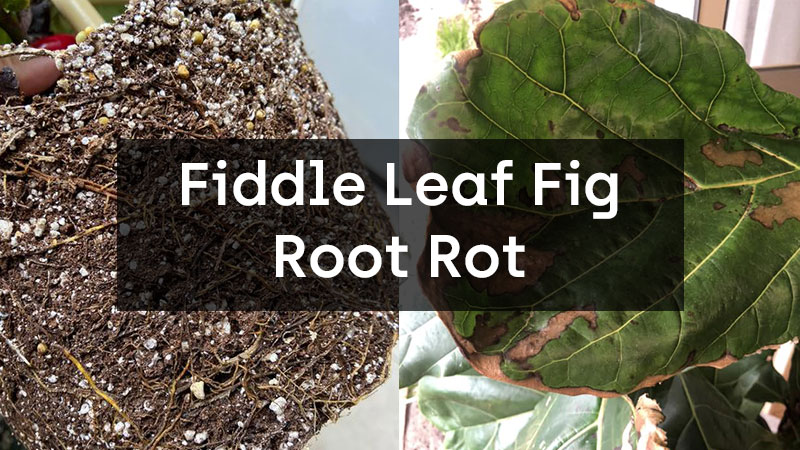 Fiddle Leaf Fig Root Rot