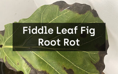 How to Treat Fiddle Leaf Fig Root Rot