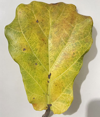 Fiddle Leaf Fig yellow leaf