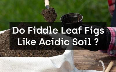 Do Fiddle Leaf Figs Like Acidic Soil?