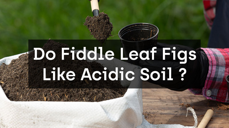 Do Fiddle Leaf Figs Like Acidic Soil