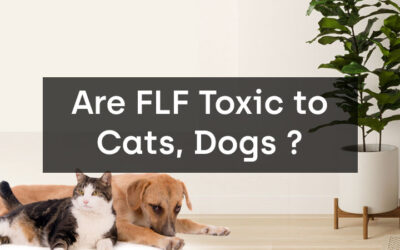 Are Fiddle Leaf Figs Toxic to Cats, Dogs, or Other Pets?
