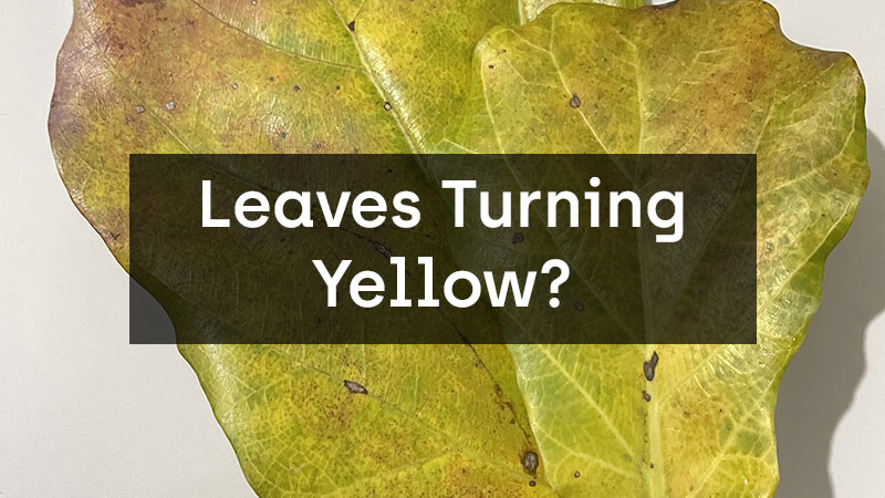Fiddle Leaf Leaves Turning Yellow