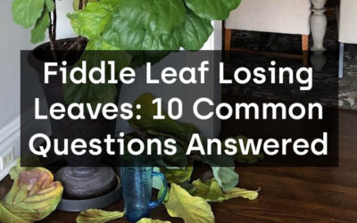 Fiddle Leaf Losing Leaves: 10 Common Questions Answered