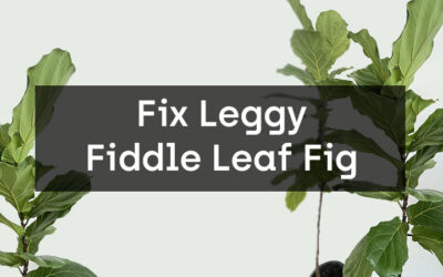 How to Fix Leggy Fiddle Leaf Fig Plants