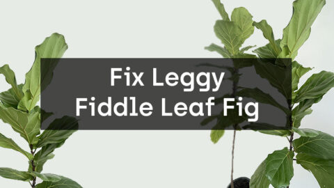 How To Fix Leggy Fiddle Leaf Fig Plants Fiddle Leaf Fig Care