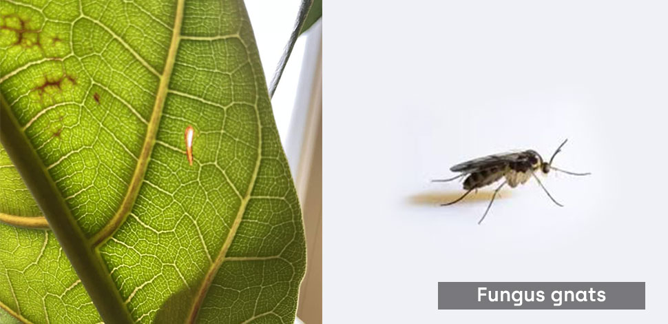 Fungus gnats fiddle leaf fig
