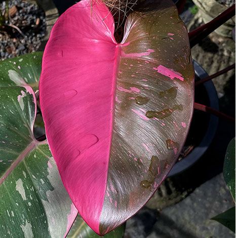 Growing-Conditions-for-Pink-Princess-Philodendron