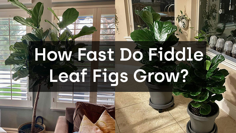How Fast Do Fiddle Leaf Figs Grow?