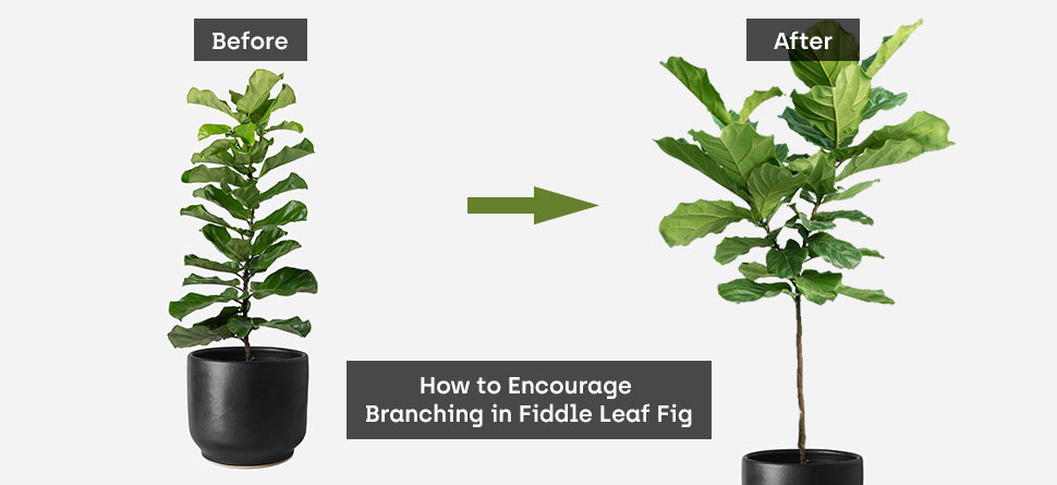 How to Encourage Branching in Fiddle Leaf Fig