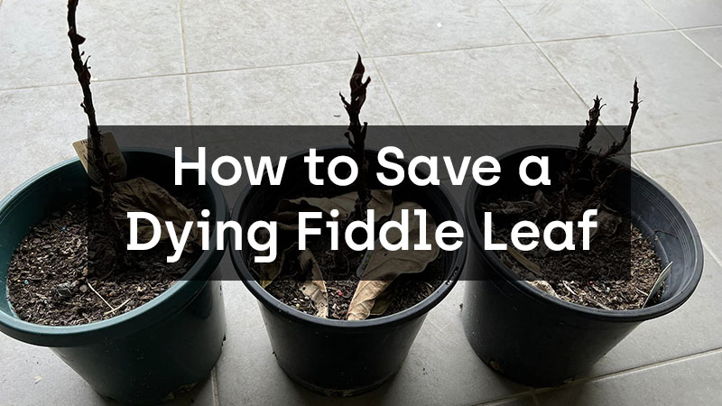 How to Save a Dying Fiddle Leaf Fig