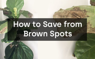 How to Save Your Fiddle Leaf Fig from Brown Spots