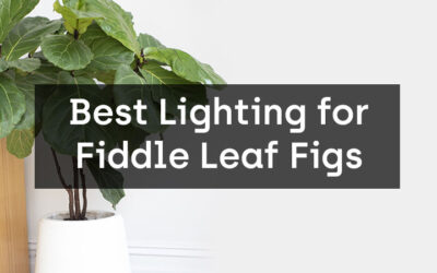 The Best Lighting Options for Fiddle Leaf Figs