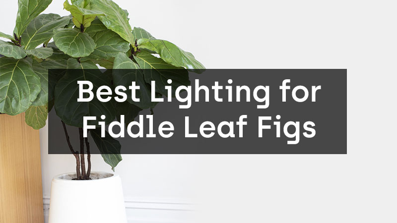 The Best Lighting Options for Fiddle Leaf Figs