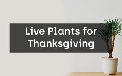 Why You Should Give Live Plants Instead of Flowers for Thanksgiving