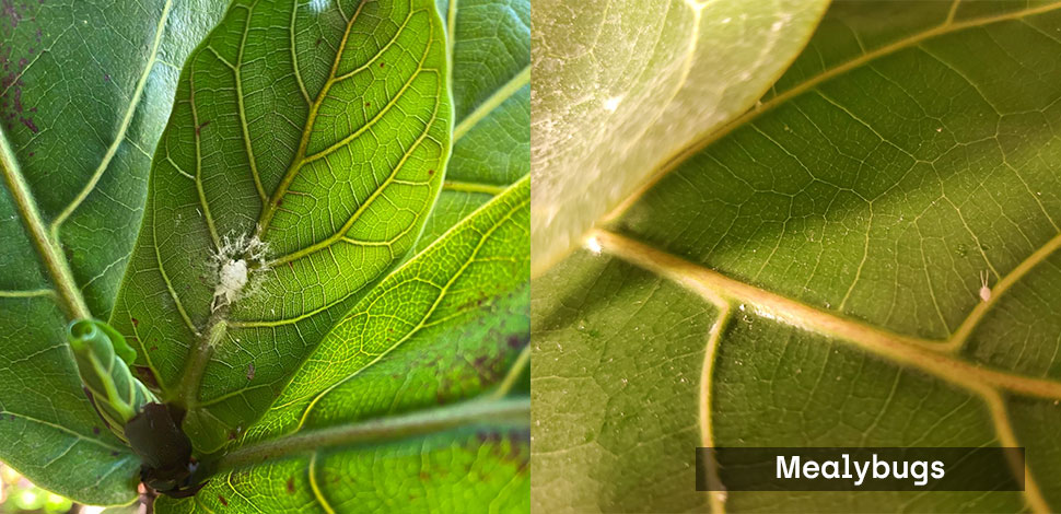 Mealybugs Fiddle leaf fig