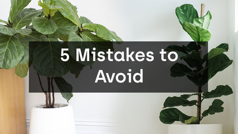 Mistakes to avoid When Growing Fiddle Leaf Figs