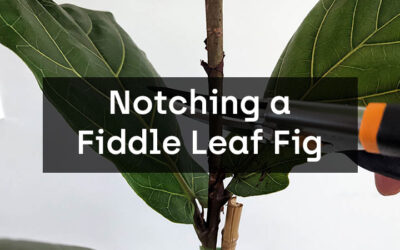 Notching a Fiddle Leaf Fig: The COMPLETE GUIDE to Encourage New Branches!