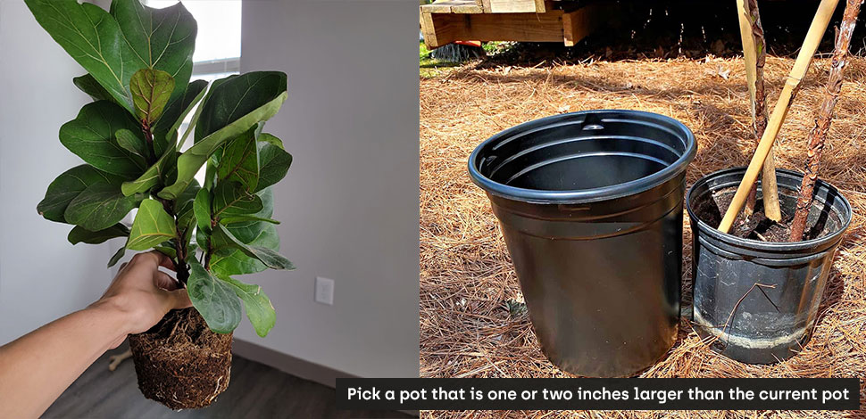 Pick a pot that is one or two inches larger than the current pot