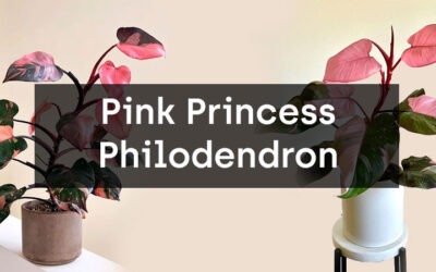 How to Grow and Care for Pink Princess Philodendron