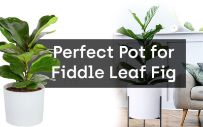 Choosing the Perfect Pot for Your Fiddle Leaf Fig