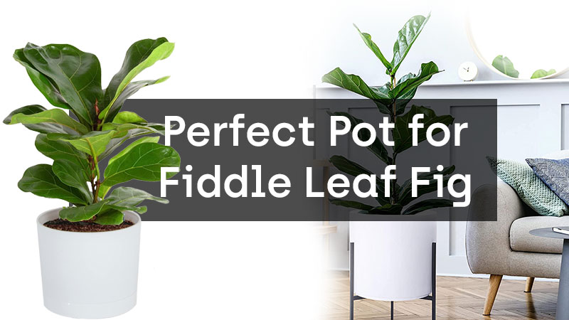 Pot for Your Fiddle Leaf Fig