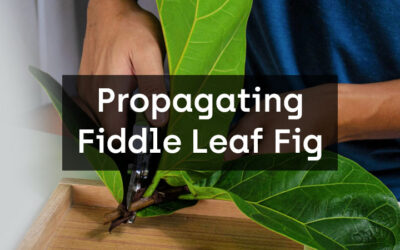 Propagating Fiddle Leaf Fig: Step-by-Step Guide
