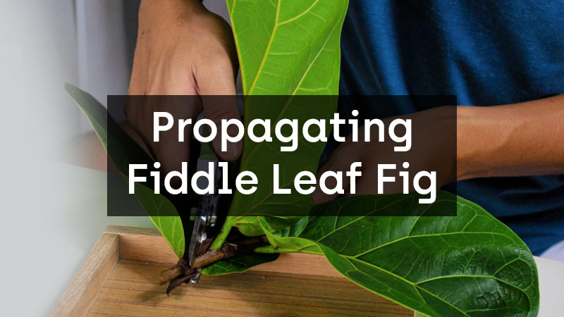 Propagating Fiddle Leaf Fig