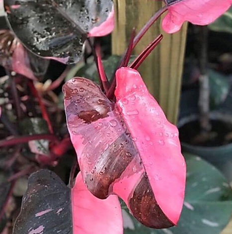 Propagation of Pink Princess Philodendron