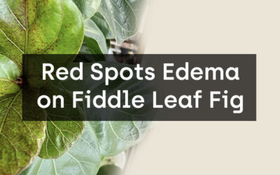 Red Spots Edema on Fiddle Leaf Fig