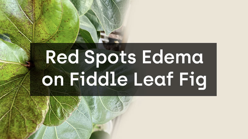 Red Spots Edema on Fiddle Leaf Fig