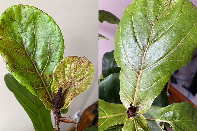 Red Spots on Fiddle Leaf Fig