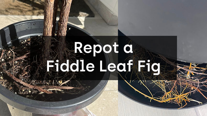 Repot a Fiddle Leaf Fig