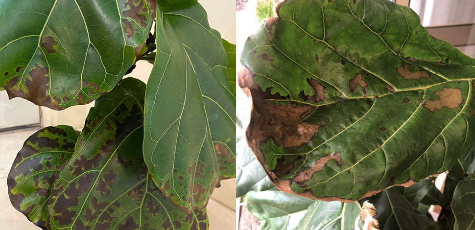 Signs of Fiddle Leaf Fig Root Rot
