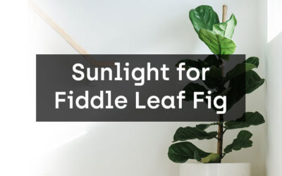 Fiddle Leaf Fig Sunlight Requirements: A Complete Guide